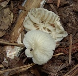 Heliomyces decolorans image
