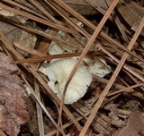 Heliomyces decolorans image