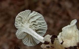 Heliomyces decolorans image