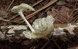 Heliomyces decolorans image