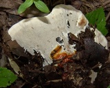 Ganoderma sessile image