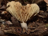 Lactarius subplinthogalus image