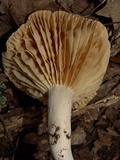 Lactarius subplinthogalus image