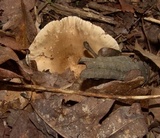 Lactarius subplinthogalus image