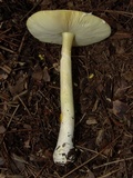 Amanita parcivolvata image