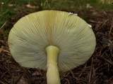 Amanita parcivolvata image