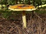 Amanita parcivolvata image