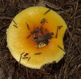 Amanita parcivolvata image