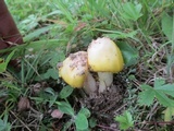 Amanita flavorubens image