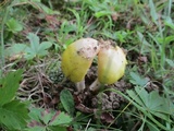 Amanita flavorubens image