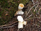 Gomphus kauffmanii image