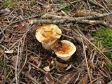 Gomphus kauffmanii image
