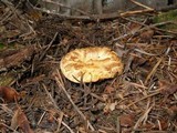 Gomphus kauffmanii image