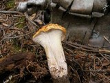 Gomphus kauffmanii image