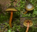 Image of Hygrocybe aurantipes
