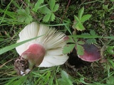 Russula mariae image