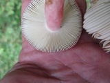 Russula mariae image