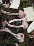 Lepiota magnispora image