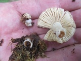 Russula earlei image