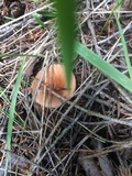 Clitocybe squamulosa image