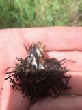 Clitocybe squamulosa image