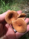 Clitocybe squamulosa image