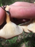 Clitocybe squamulosa image