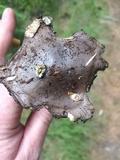 Amanita sect. Vaginatae image