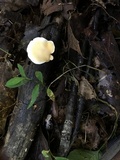 Loweomyces fractipes image