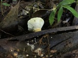 Loweomyces fractipes image