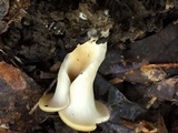 Hohenbuehelia petaloides image