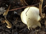 Hohenbuehelia petaloides image