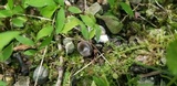 Humaria hemisphaerica image