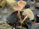 Collybiopsis subnuda image