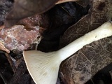 Clitocybe gibba image