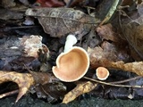 Clitocybe gibba image