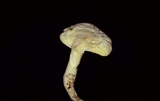 Loweomyces fractipes image