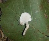 Loweomyces fractipes image