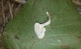 Loweomyces fractipes image