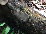 Nigroporus vinosus image