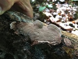 Nigroporus vinosus image