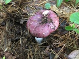 Russula pulchra image