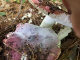 Russula pulchra image