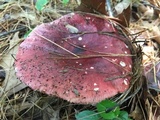 Russula pulchra image