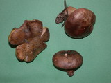 Suillus quiescens image
