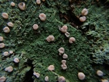 Icmadophila ericetorum image