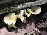Chrysomphalina strombodes image