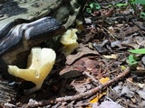 Chrysomphalina strombodes image