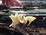 Chrysomphalina strombodes image