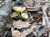Chrysomphalina strombodes image
